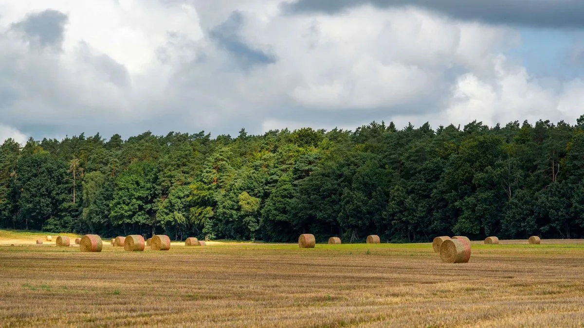 Agri-PV-Anlage am Rand eines Waldes