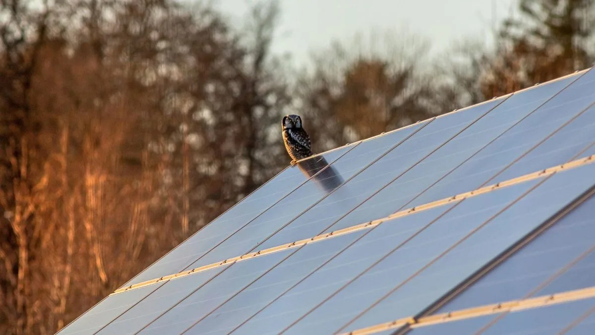 Modulreihen einer Agri-PV-Anlage